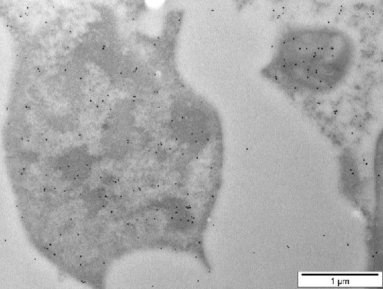 Immunogold labeling using chicken anti-WHIRLY2 antibodies